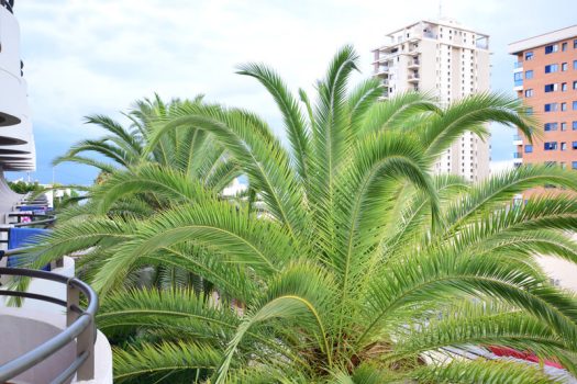 Calpe 便宜的待售公寓